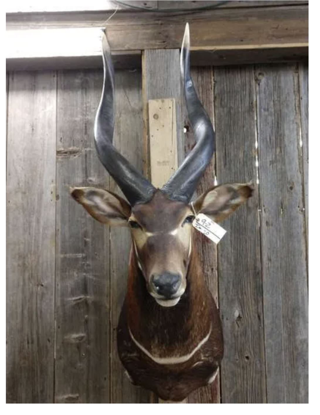 Selling Taxidermy at Auction | Taxidermy Appraiser